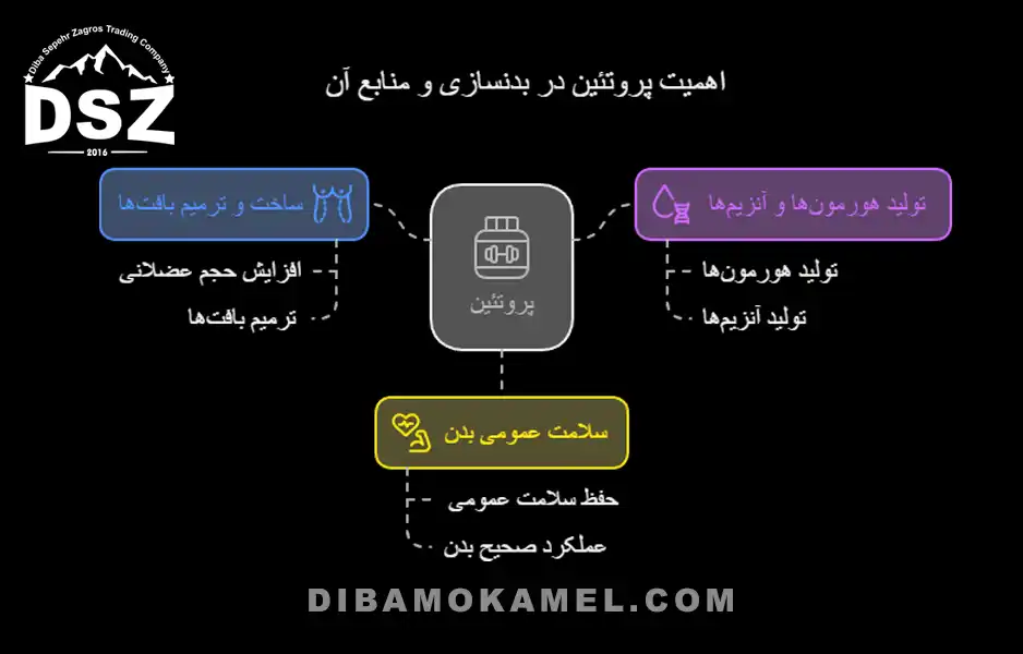 پروتئین-در-بدنسازی