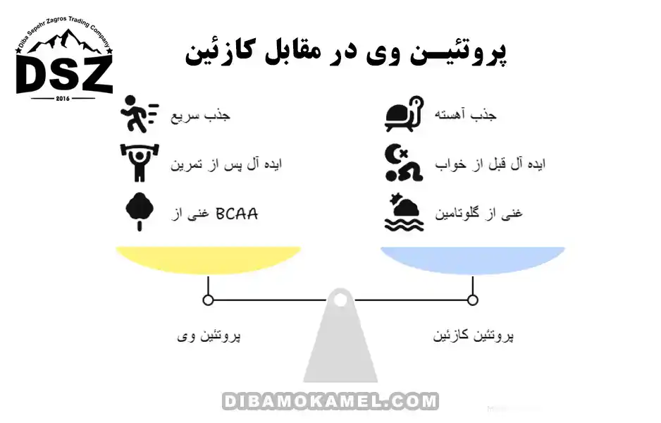 پروتئین وی یا کازئین؛ مقایسه دو مکمل پروتئینی محبوب
