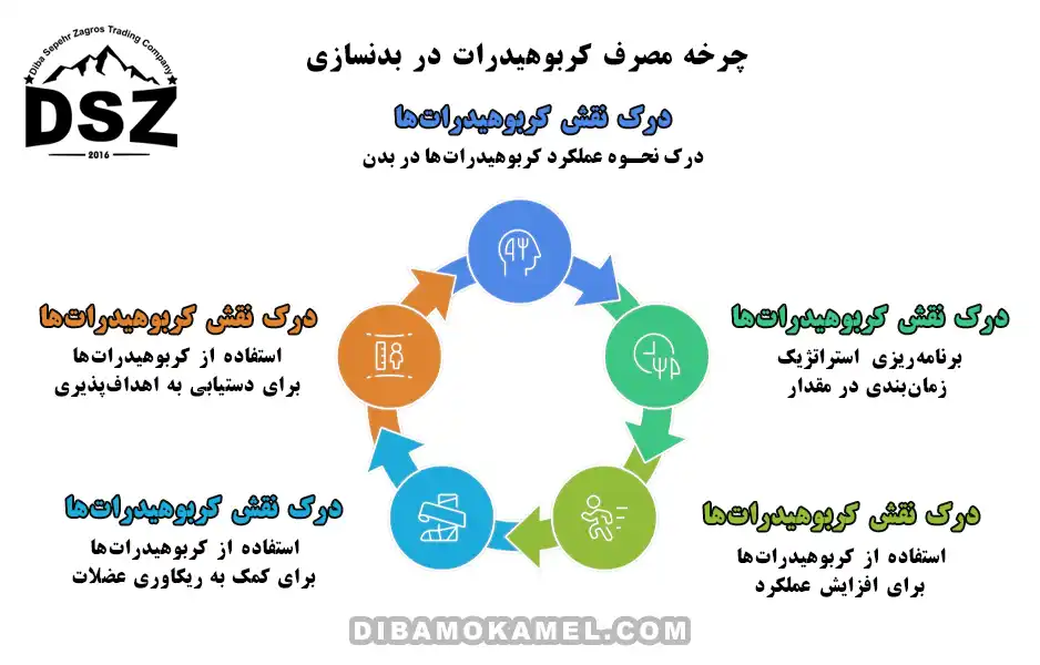 چرخه-مصرف-کربوهیدرات-در-بدنسازی